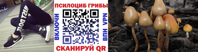 Купить закладки  Светлогорск  Псилоцибиновые грибы Psilocybine cubensis 